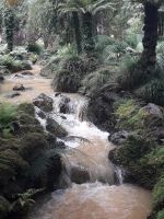 Sao Miguel - Terra Nostra Park 4