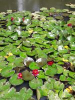 Sao Miguel - Terra Nostra Park 6