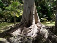 Sao Miguel - Terra Nostra Park 7