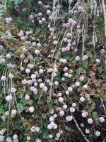 Sao Miguel - Am Lagoa do Fogo