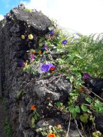 Sao Miguel - Steinmauer