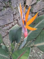 Sao Miguel - Strelitzie