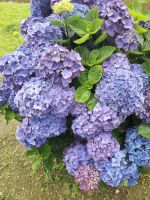 Sao Miguel - Wolkenhortensie