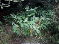 Faial -  Falscher Ingwer