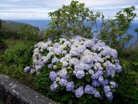 Faial - Die blaue Insel