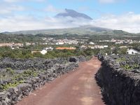 Pico - Weinanbaugebiet Criacao Velha