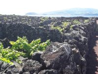 Pico - Weinreben zwischen Lavamauern