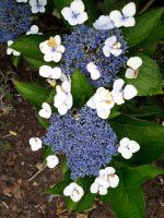 Pico -Tellerhortensie mit Hummel