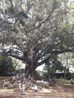Sao Miguel - Australischer Ficus im Stadtpark