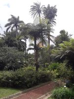 Sao Miguel - Ponta Delgada Stadtpark 1