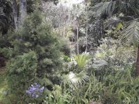 Sao Miguel - Ponta Delgada Stadtpark 2