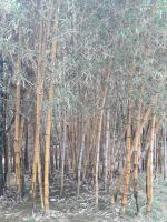 Sao Miguel - Ponta Delgada Stadtpark 3