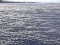 Sao Miguel - Und noch einer