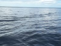 Sao Miguel - was da wohl schwimmt