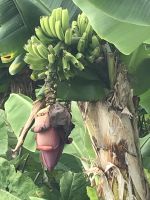 Bananen wachsen auch