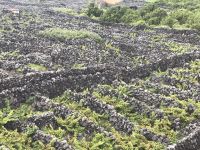 Weinbau Weltkulturerbe