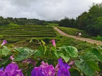 Tee Anbau auf den Azoren @ Anette Rietz EHT