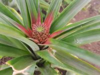 Ananas Plantage Azoren @ Anette Rietz EHT