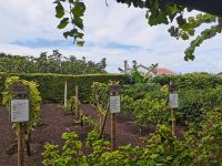 Weinanbau auf dem Lavaboden der Azoren @ Anette Rietz EHT