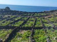 Weinanbau auf Lavastein auf den Azoren in Pico @ Anette Rietz EHT
