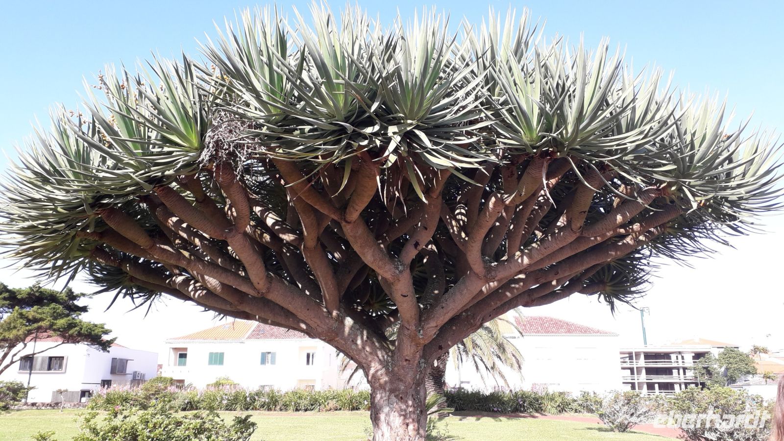 Der Drachenbaum im Botanischen Garten von Ponta Delgada