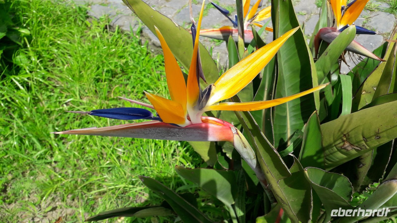 Die Paradiesvogelblume