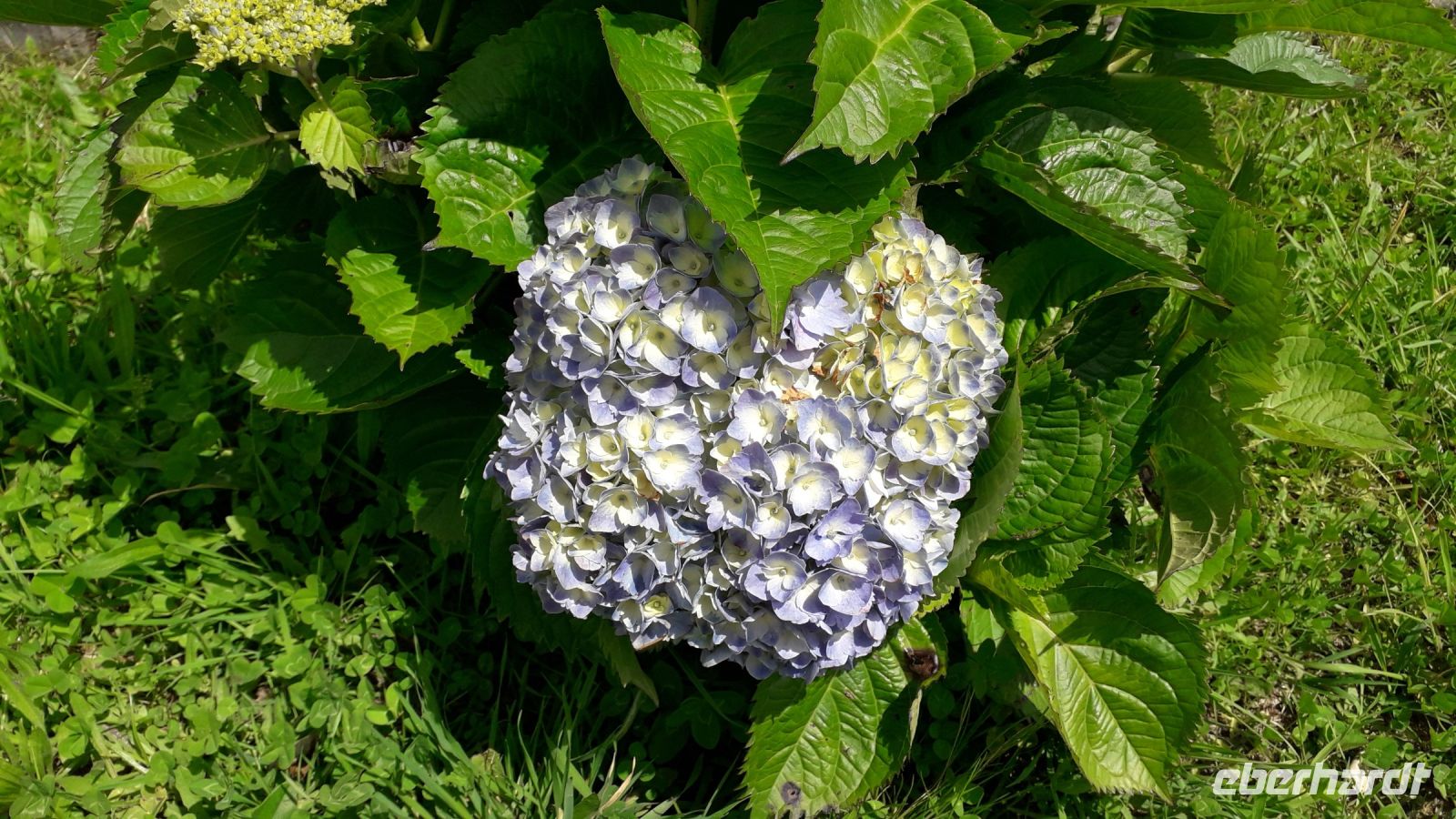 Hortensien