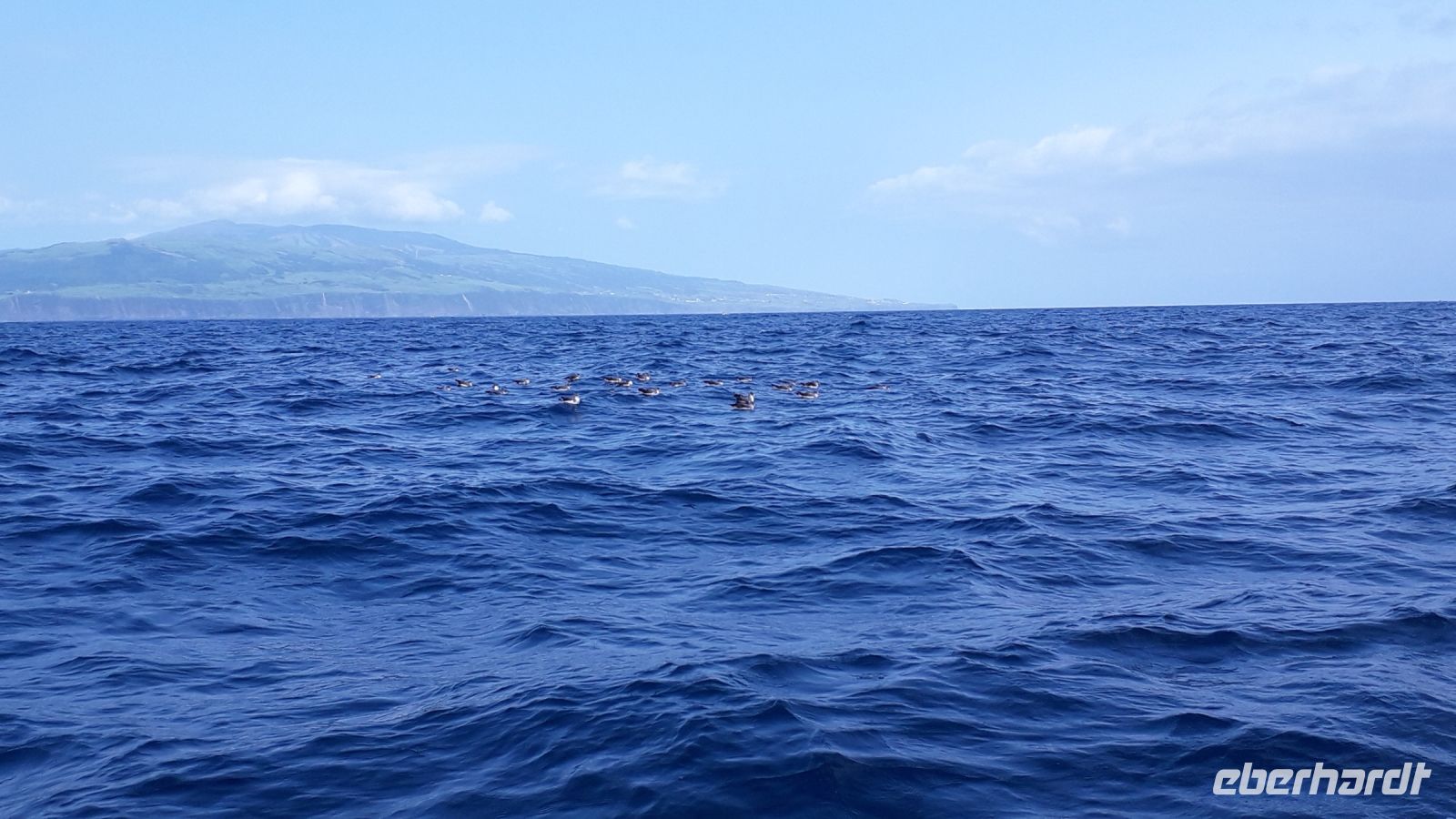 Eine Gruppe von Gelbschnabel-Sturmtaucher auf dem Meer
