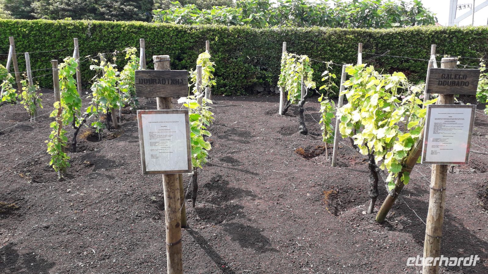 Verschiedene Rebsorten in Biscoitos / Terceira
