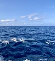 Delfin- und Walbeobachtung