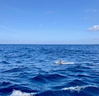 Delfin- und Walbeobachtung