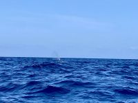 Delfin- und Walbeobachtung