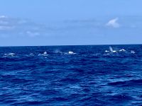 Delfin- und Walbeobachtung