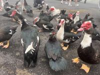 ...am Kapitänssee (1)