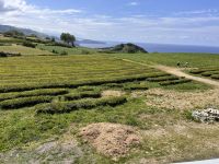 ...in der Teefabrik (1)