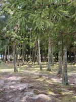 Caldeira das Furnas (4)