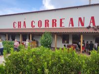 einzigste Teeplantage in ganz Europa auf Sao Miguel, Portugal