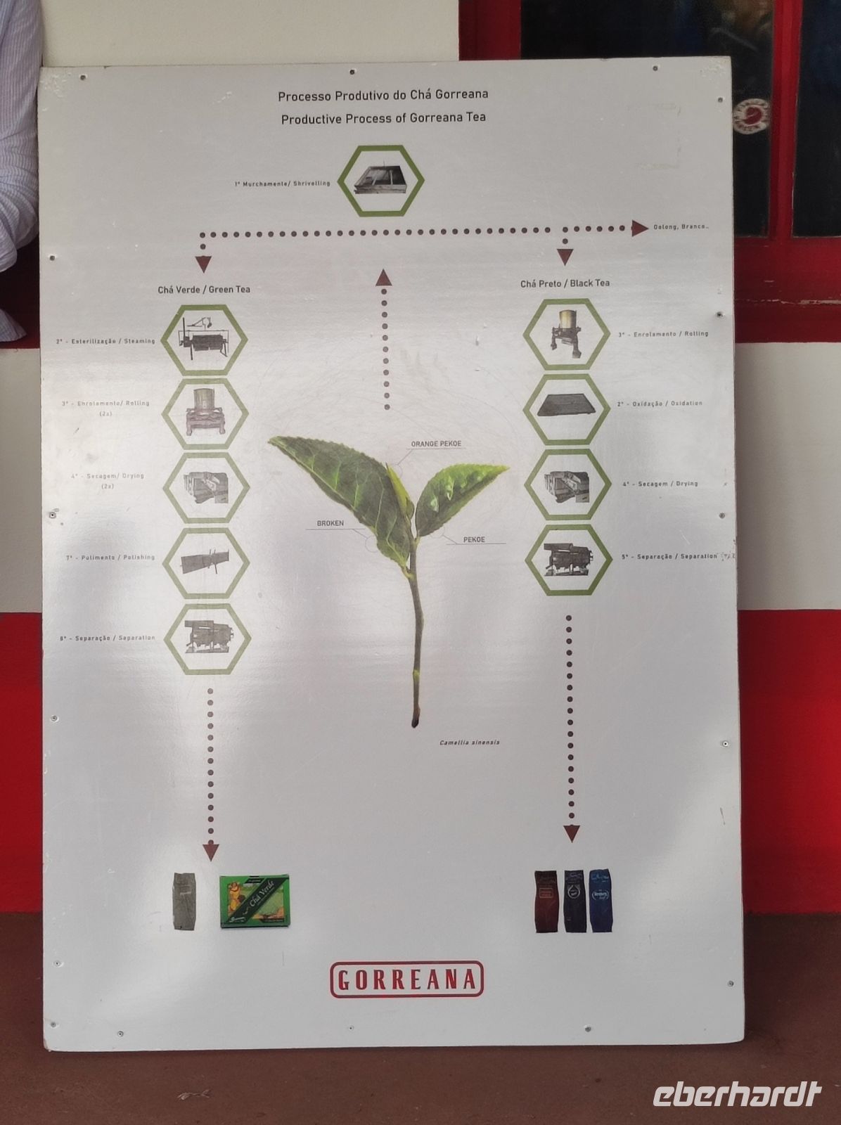 Übersicht Teepflanze