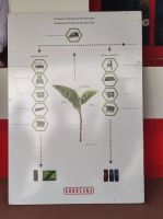 Übersicht Teepflanze