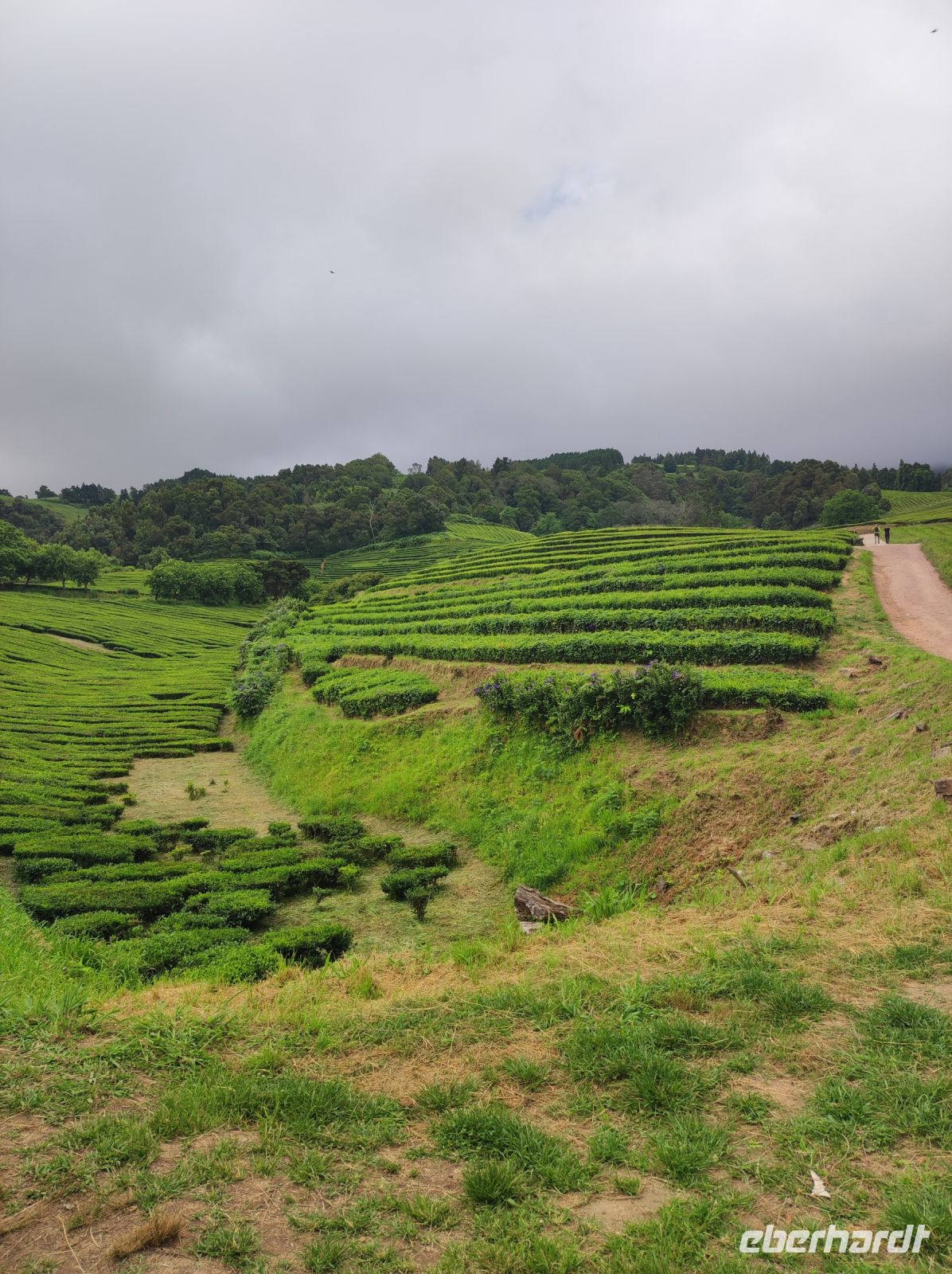 Blick auf ein Teefeld auf Sao Miguel, Portugal
