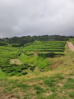 Blick auf ein Teefeld auf Sao Miguel, Portugal