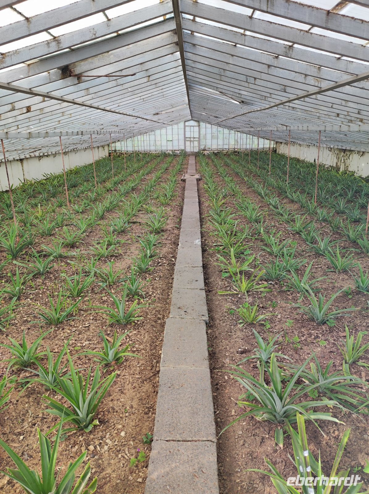 Eines der vielen Gewächshäuser auf der Plantage