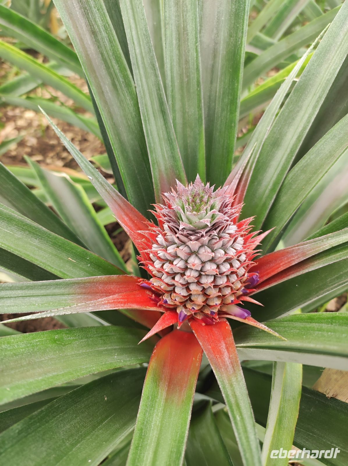 Die Ananasfrucht im sehr frühen Stadium der entwicklung