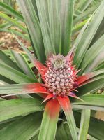 Die Ananasfrucht im sehr frühen Stadium der entwicklung