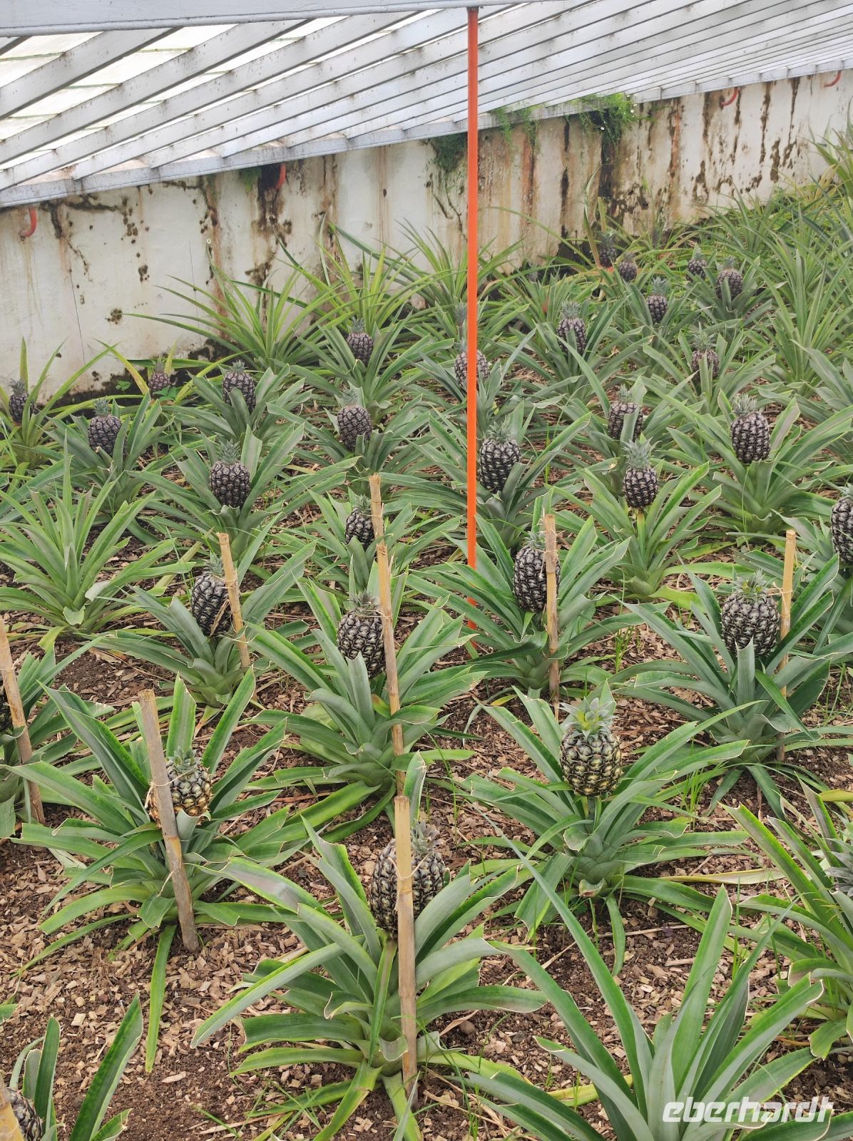 bereits fast voll entwickelte Ananasfrüchte auf der Plantage