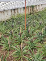 bereits fast voll entwickelte Ananasfrüchte auf der Plantage