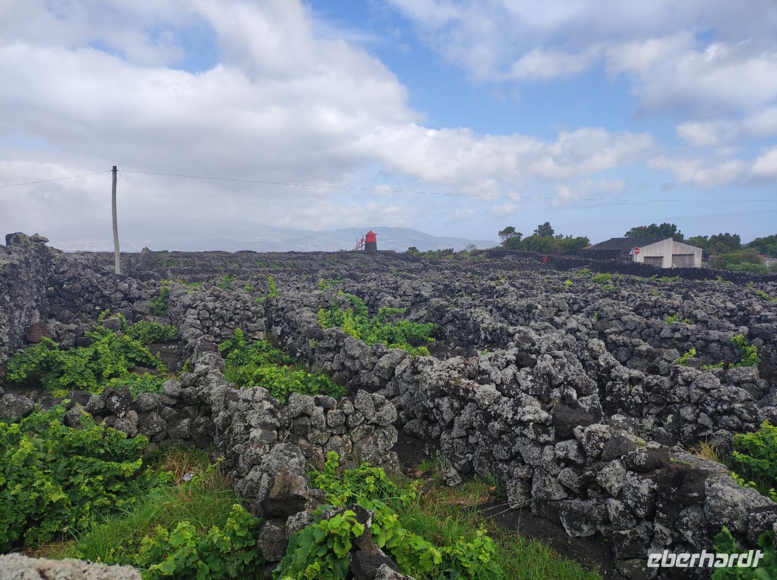 Weinfelder umrandet von Basaltsteinen auf Pico, Portugal