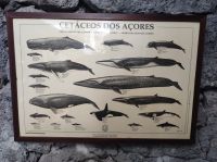 Ausstellung im Walfangmuseum in 