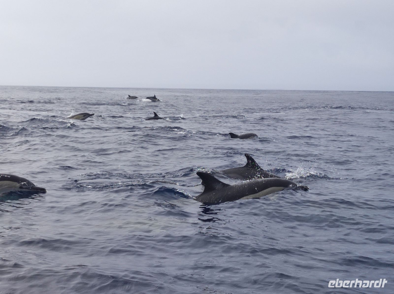 Ein Gruppe von Delfinen welche direkt vor und unter unseren Boot schwommen