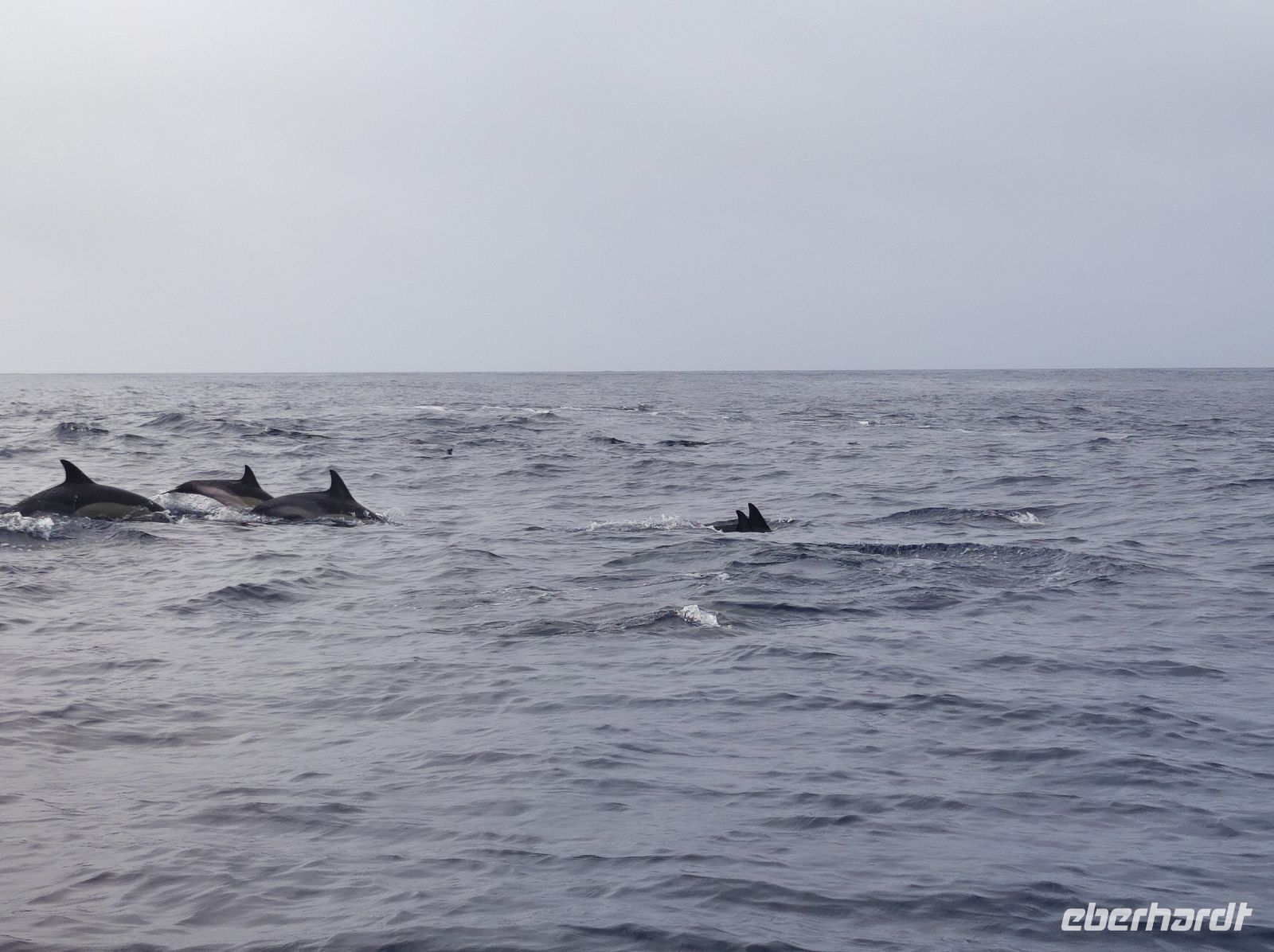 Ein Gruppe von Delfinen welche direkt vor und unter unseren Boot schwommen